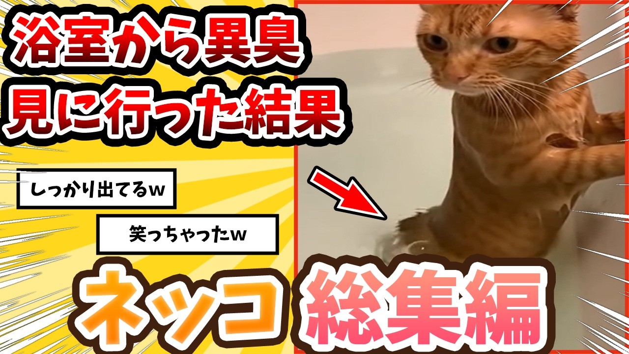 【2ch動物スレ】風呂場から異臭がしたので駆けつけたら→まさかの状況に遭遇ｗｗｗ/ネッコ300選!!