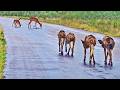 Careless Impalas Busy Drinking Let Wild Dogs Walk Right Up To Them