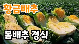 속노란 황금배추 봄배추 정식 대~박이다