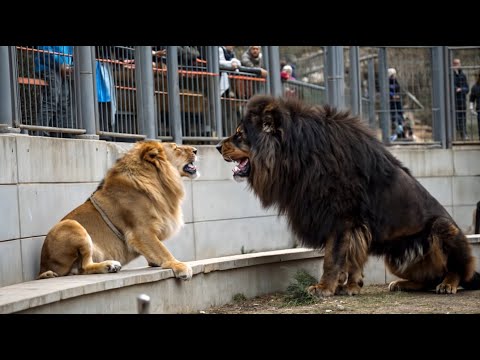 Tibetan Mastiff Vs Lion Illegally Come Face To Face At Zoo!