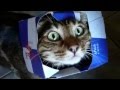 Mooki's Helmet | Crazy Cat 