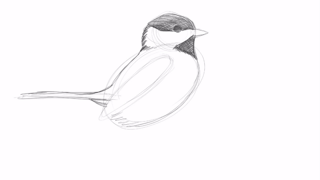 Drawing a Black-capped Chickadee with David Allen Sibley