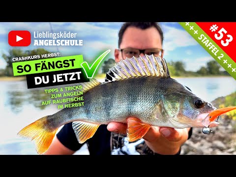 RAUBFISCH angeln im Herbst 🍃🎣🤩👍 (Crashkurs für Anfänger)
