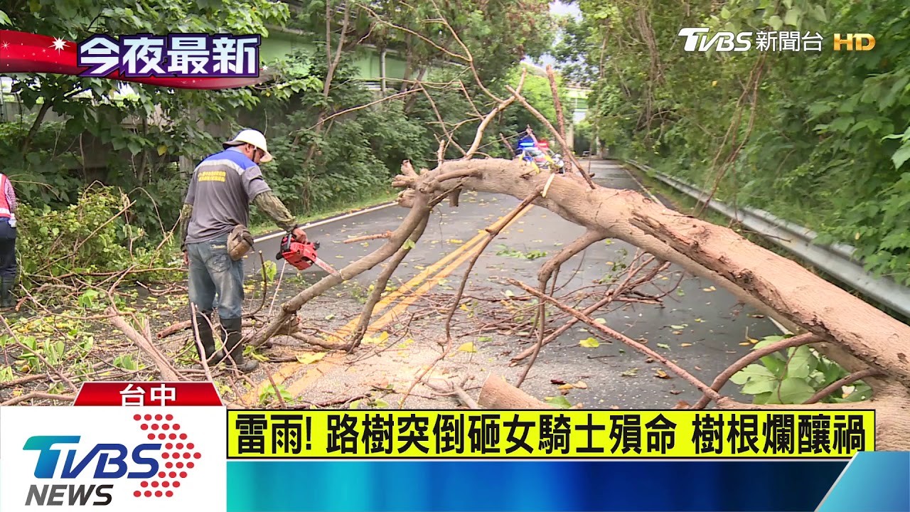 雷雨!路樹突倒砸女騎士殞命 樹根爛釀禍