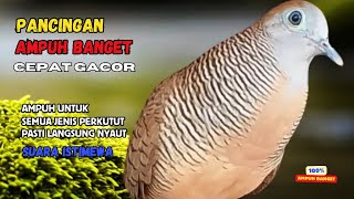 Download lagu Perkutut Lokal Gacor AMPUH Untuk Pancingan Semua Burung Perkutut Agar Cepat Bunyi | Zebra Dove Z89 mp3 Download lagu Perkutut Lokal Gacor AMPUH Untuk Pancingan Semua Burung Perkutut Agar Cepat Bunyi | Zebra Dove Z89 mp3