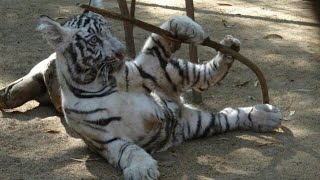 preview picture of video 'KANAN PENDARI ZOO | BILASPUR | Kanan Pendari | Zoo | Jaiswal | Mungeli Road | it's me'
