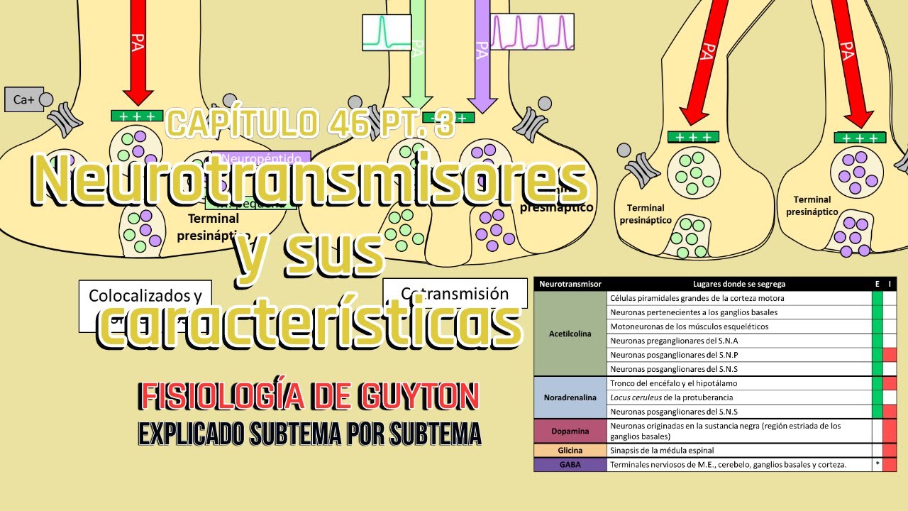 CAP 46 3/5: Neurotransmisores y sus características l Fisiología de Guyton