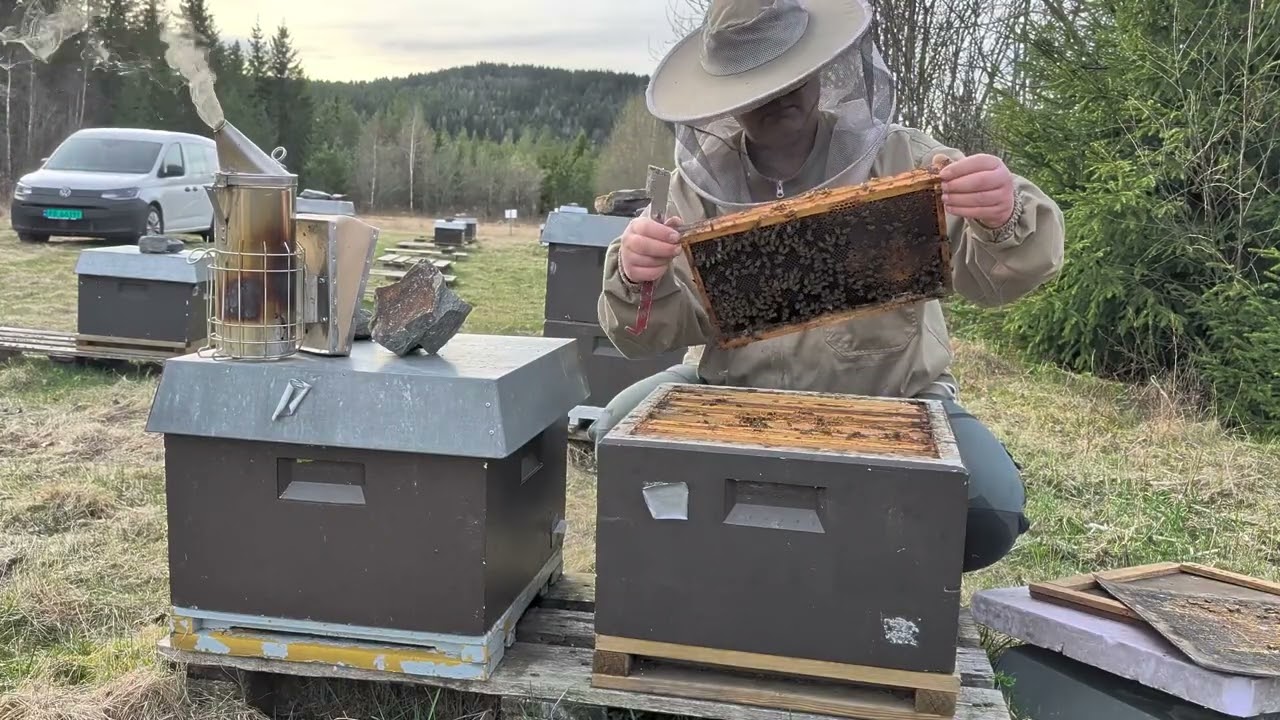 Spring inspection and preparing two queen hives