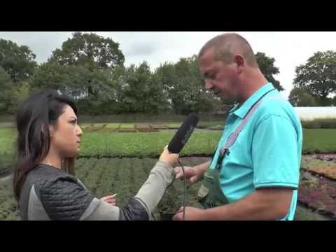 Gärtner Sönke - Folge 28: Teppichmispel