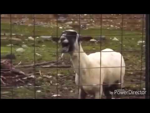 M. O. 030 Fake Friends Verasche 😂😂😂😂