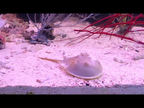 image-Can I own a horseshoe crab as a pet?