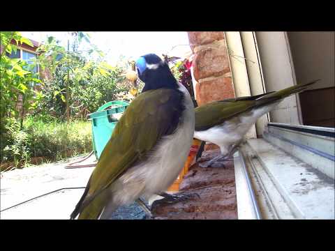 Medárik modrolíci (Entomyzon cyanotis) — spev a hlas v prírode