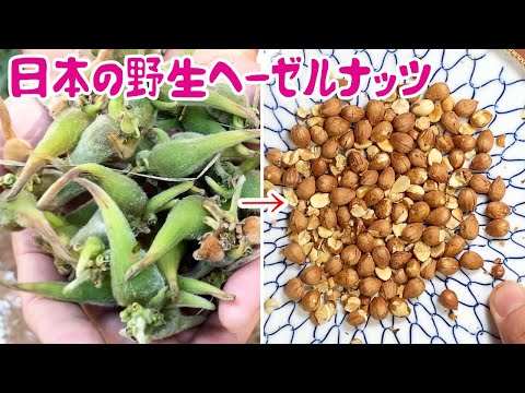 ヘーゼルナッツ、栽培されたヘーゼル 植物