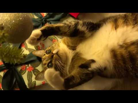 Try Not To Laugh Challenge Best Funny Animal Moments 2026 Cats Dogs and More
