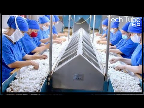 Modern Farming: Million of SilkWorm for Silk | How to Harvest Silk Cocoons & Process Them