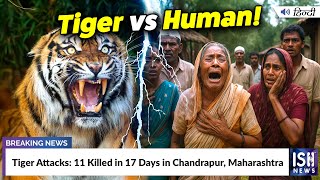 Tiger Attacks: 11 Killed in 17 Days in Chandrapur, Maharashtra