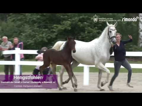 Der erste Fohlenjahrgang von Diamant de Casall und Hickstead Blue