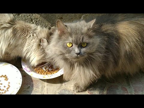 Himalayan Siamese Cat And Persian Cat Recovering From Their Health Issues And Making New Friends