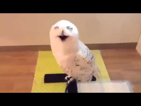 La risata della civetta