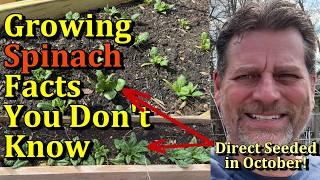 Planting Spinach Tips & Tricks You Don’t Know (Earlier Harvests)