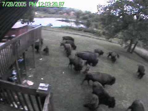 A Buffalo attack homestead -side view,   (Jim Thompson house, Missouri)