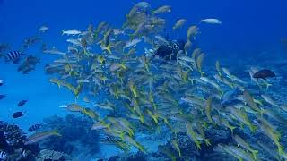 クエフ良いとこ一度はおいで