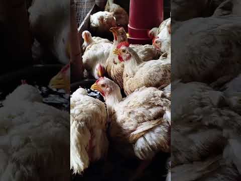 Emprendimiento de Pollos de Engorde – Joven Rural de Nimaima