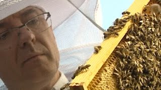 Rent a Bee: In Bremen kann man Bienen mieten