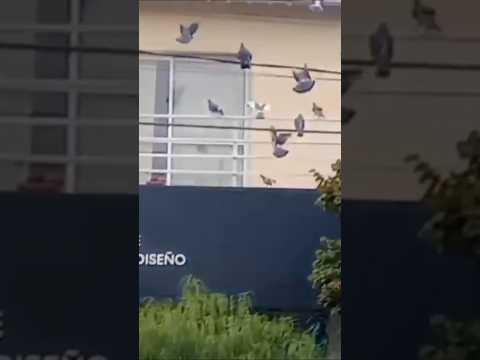 Las Palomas de La Falda, Punilla, Córdoba, Argentina.#palomas