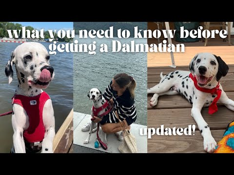 🐶WHAT NO ONE TELLS YOU ABOUT GETTING A DALMATIAN - Watch This Before You Get a Dalmatian - UPDATED!