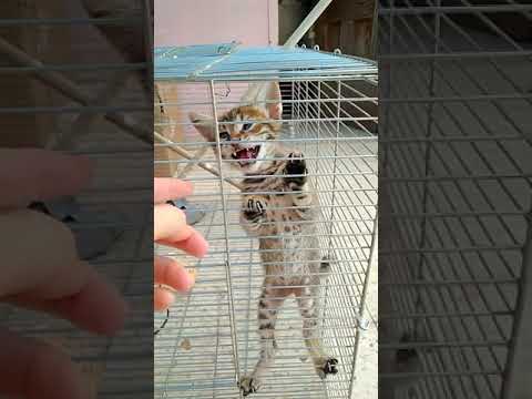 Poor kitten locked up in cage jumping to get out