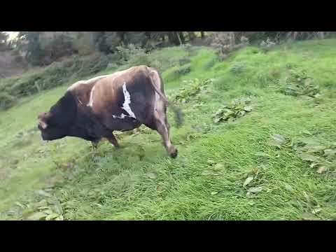 Jersey bull - Image 2