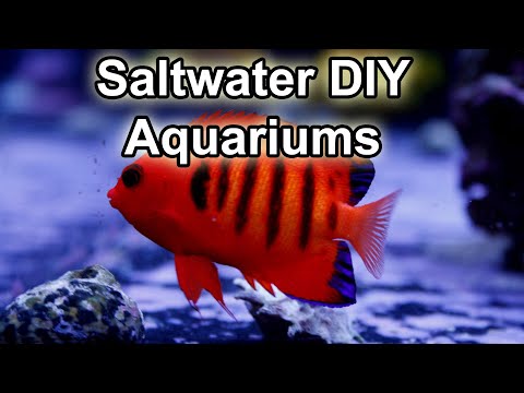 comment installer aquarium eau de mer
