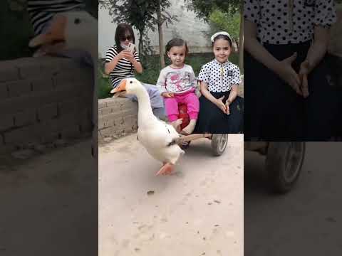 , title : 'البطه البطه🦢🦆😂 #shorts'