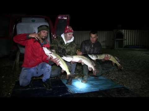 Populare cu stiuci la Pausesti