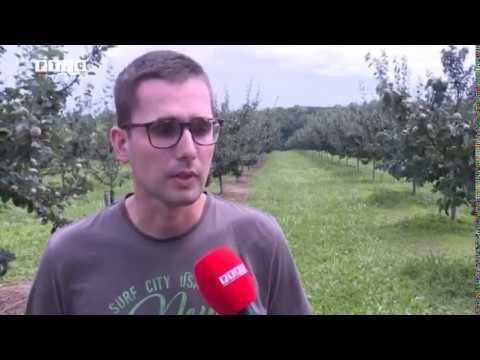 Voćarstvo u Posavini - DRAGIŠA DRAGIČEVIĆ Brčko (SNOP - RTRS)