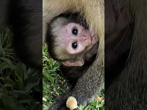 Top #shorts Vervet Monkey Questions Answered
