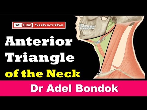 Anterior Triangle of the Neck, Dr Adel Bondok