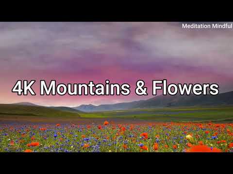 4K Relaxing Meadow with Ambient Nature Sounds, Wildflowers, and Mountain View