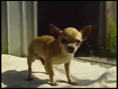 Wevie Stonder - Small Dogs