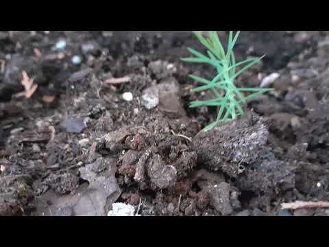 Nosequé Domingo "La gravedad"