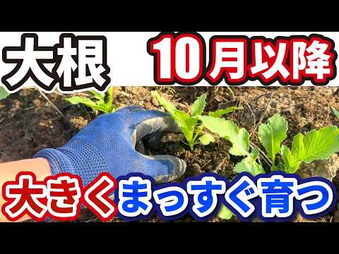 プランターで育てた大根