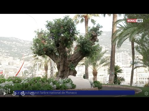 Patrimoine : Le caroubier est l'arbre national de Monaco
