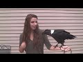 Raven Makes Weird Sounds