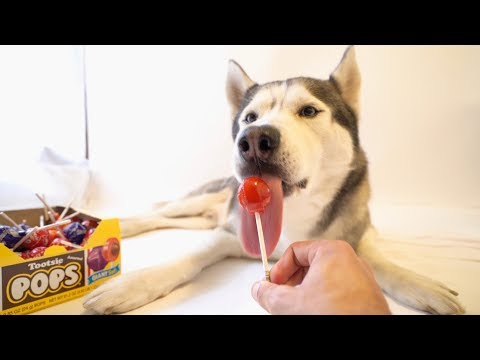 YouTube video about: Can dogs have tootsie rolls?