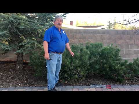 How to Prune Mugo Pines Part 1
