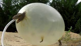 Download lagu Dino Toy Tank Inflation mp3 Download lagu Dino Toy Tank Inflation mp3