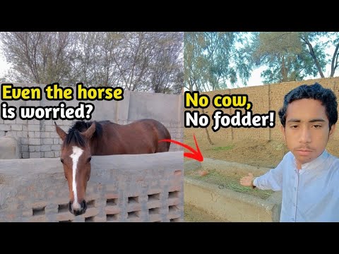My Farm Animals Are Confused! | No Fodder for Cows & Even the Horse is Worried!