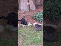 Cat Fight Poor Gray