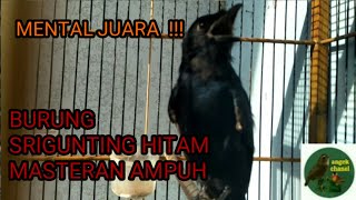 Download lagu SUARA BURUNG SRIGUNTING HITAM mp3